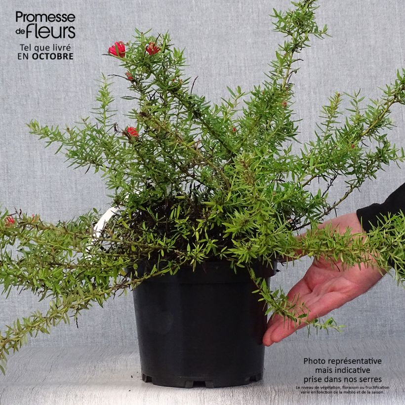 Esemplare di Grevillea juniperina New Blood Vaso da 2L/3L come consegnato in autunno