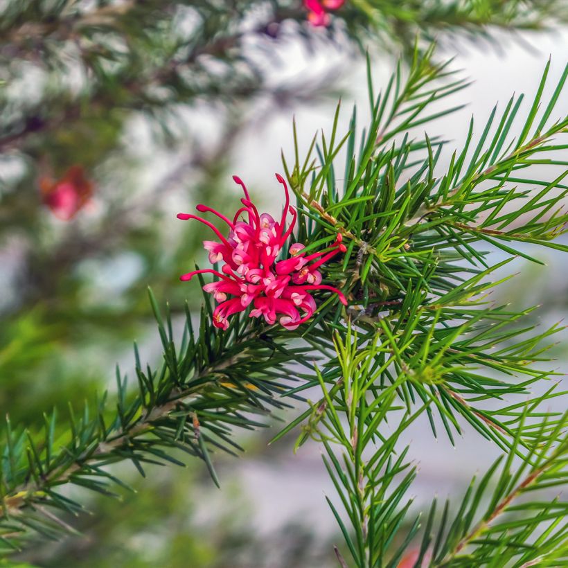 Grevillea juniperina (Fogliame)