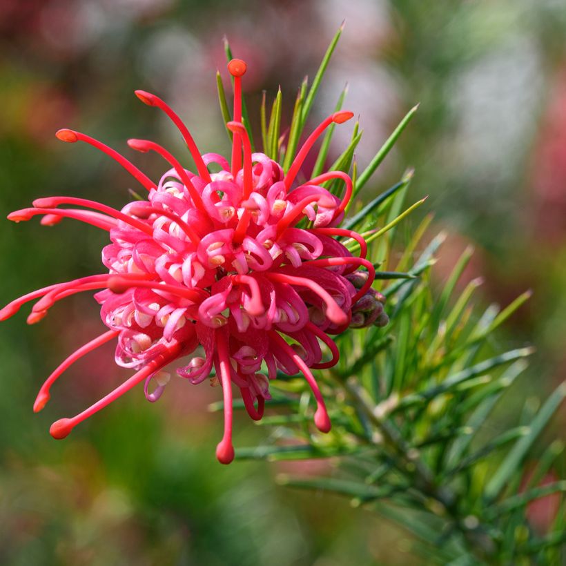 Grevillea juniperina (Fioritura)