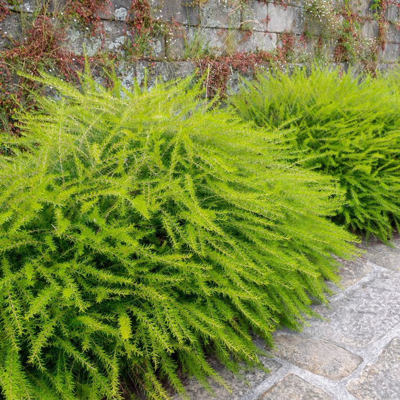 Grevillea juniperina (Porto)