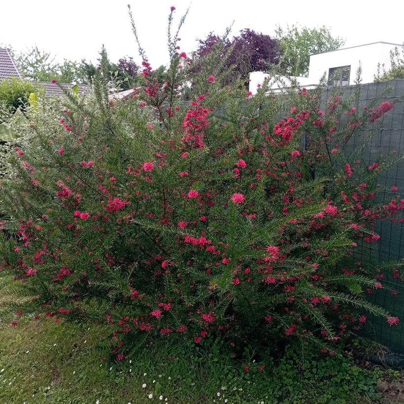 Grevillea juniperina (Porto)