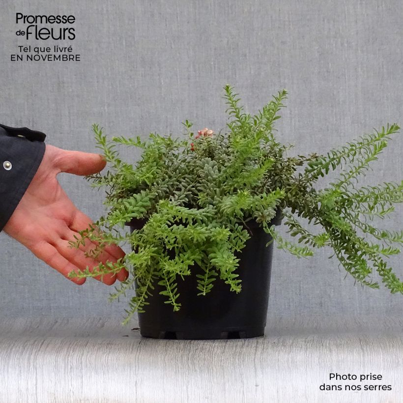 Esemplare di Grevillea lanigera Tamboritha Vaso da 2L/3L come consegnato in autunno