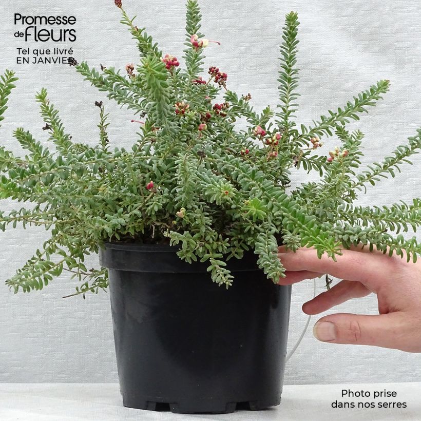 Grevillea lanigera Tamboritha Vaso da 2L/3L esemplare consegnato in inverno
