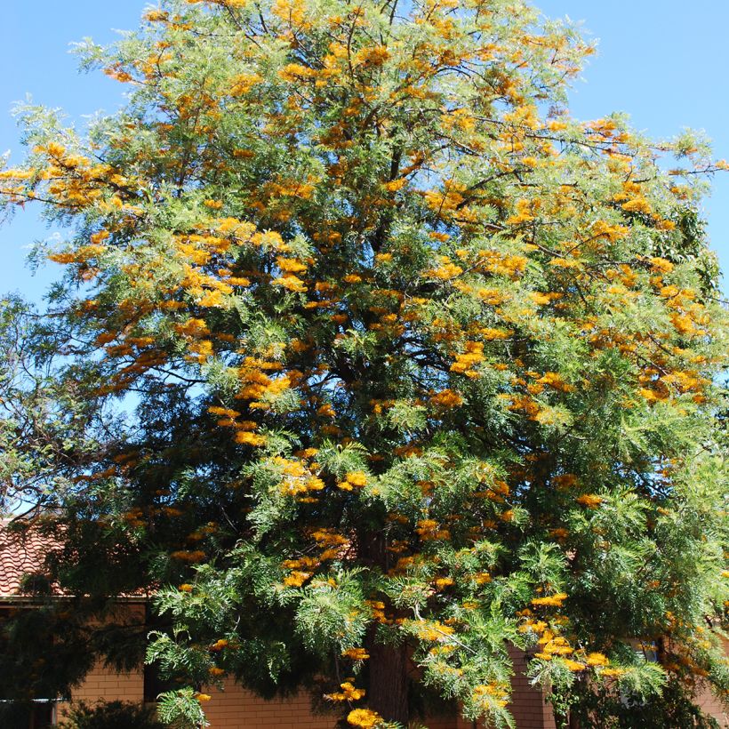 Grevillea robusta (Porto)