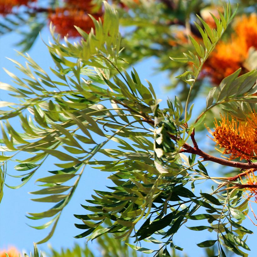 Grevillea robusta (Fogliame)