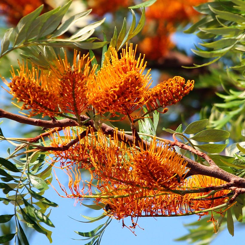Grevillea robusta (Fioritura)