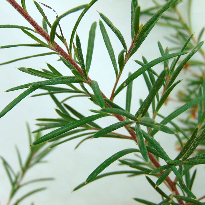 Grevillea rosmarinifolia Rosa Jenkinsii (Fogliame)