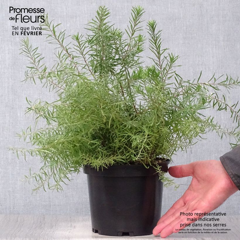 Grevillea rosmarinifolia Rosa Jenkinsii Vaso da 3L/4L esemplare consegnato in inverno