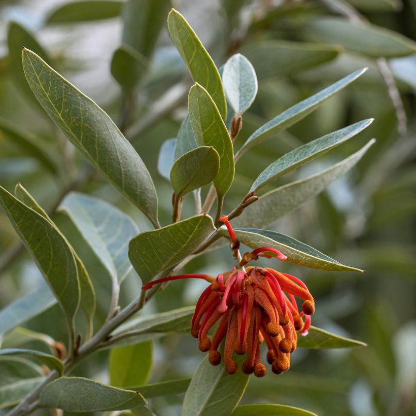 Grevillea victoriae (Fogliame)