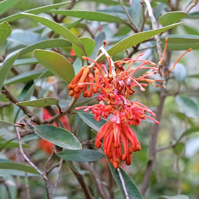 Grevillea victoriae (Fioritura)
