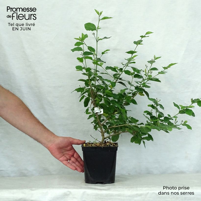Esemplare di Grewia occidentalis Vaso da 3L/4L consegnato in estate