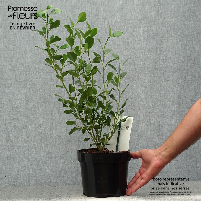 Esemplare di Griselinia littoralis Green Horizon Vaso da 2L/3L come consegnato in autunno