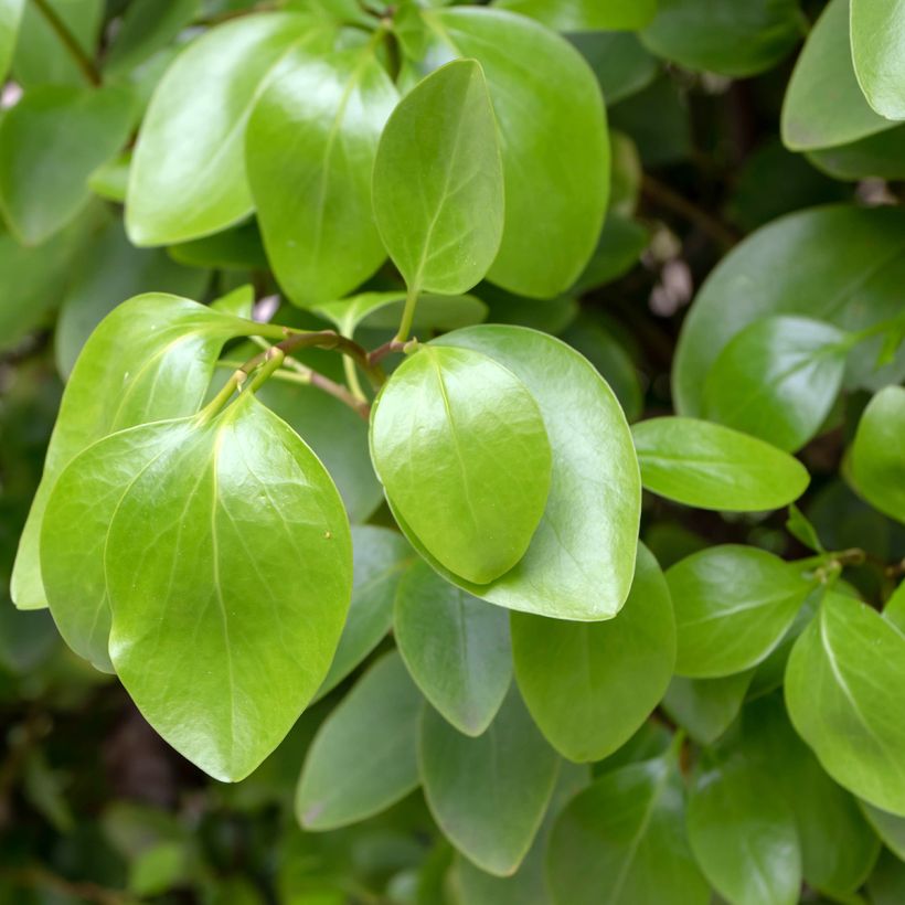 Griselinia littoralis (Fogliame)