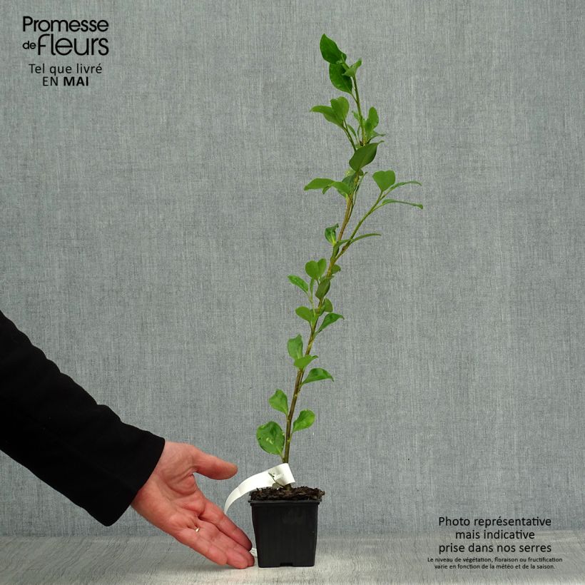 Griselinia lucida Vasetto da 8/9 cm esemplare consegnato in primavera