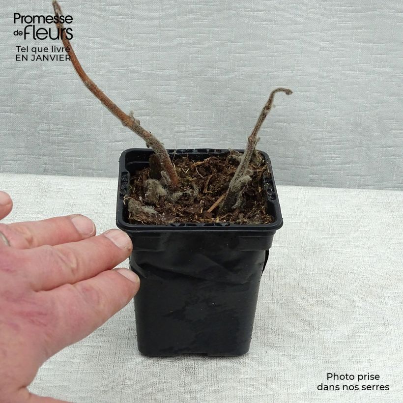 Plectranthus fragrantissimum amboinicus - Origano cubano Vasetto da 8/9 cm esemplare consegnato in inverno