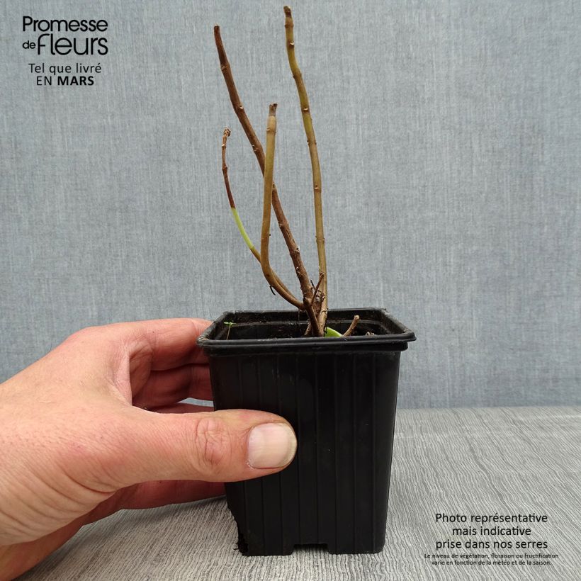 Plectranthus fragrantissimum amboinicus - Origano cubano Vasetto da 8/9 cm esemplare consegnato in primavera