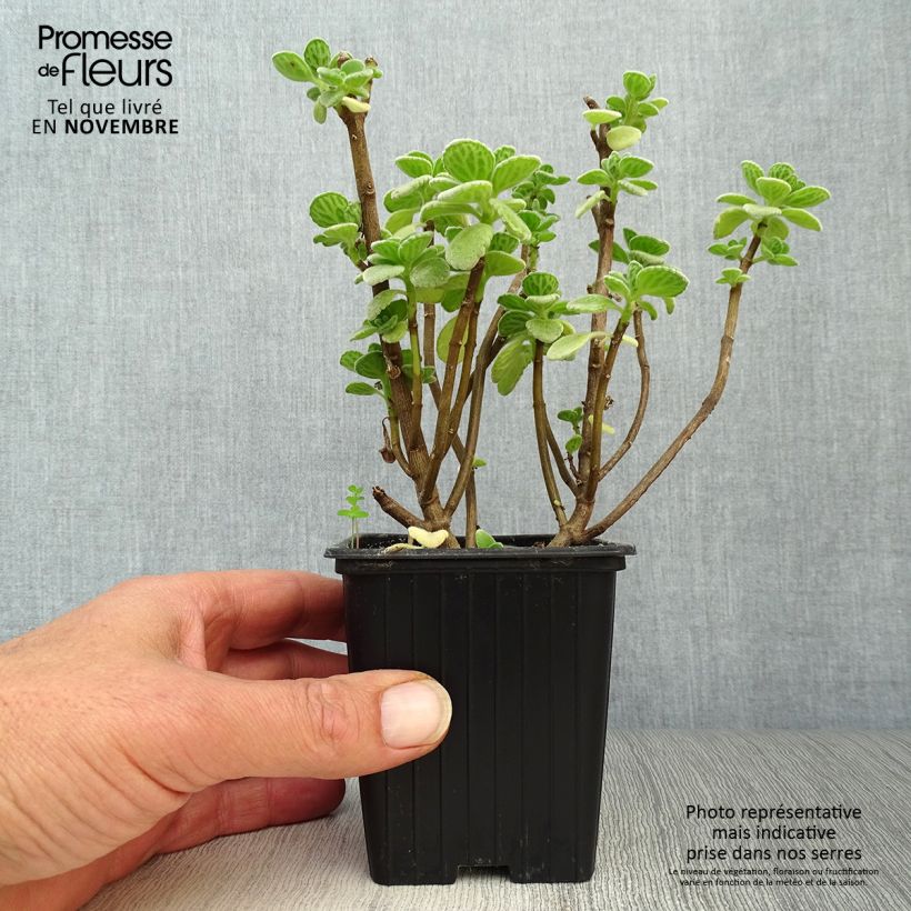 Esemplare di Plectranthus fragrantissimum amboinicus - Origano cubano Vasetto da 8/9 cm come consegnato in autunno