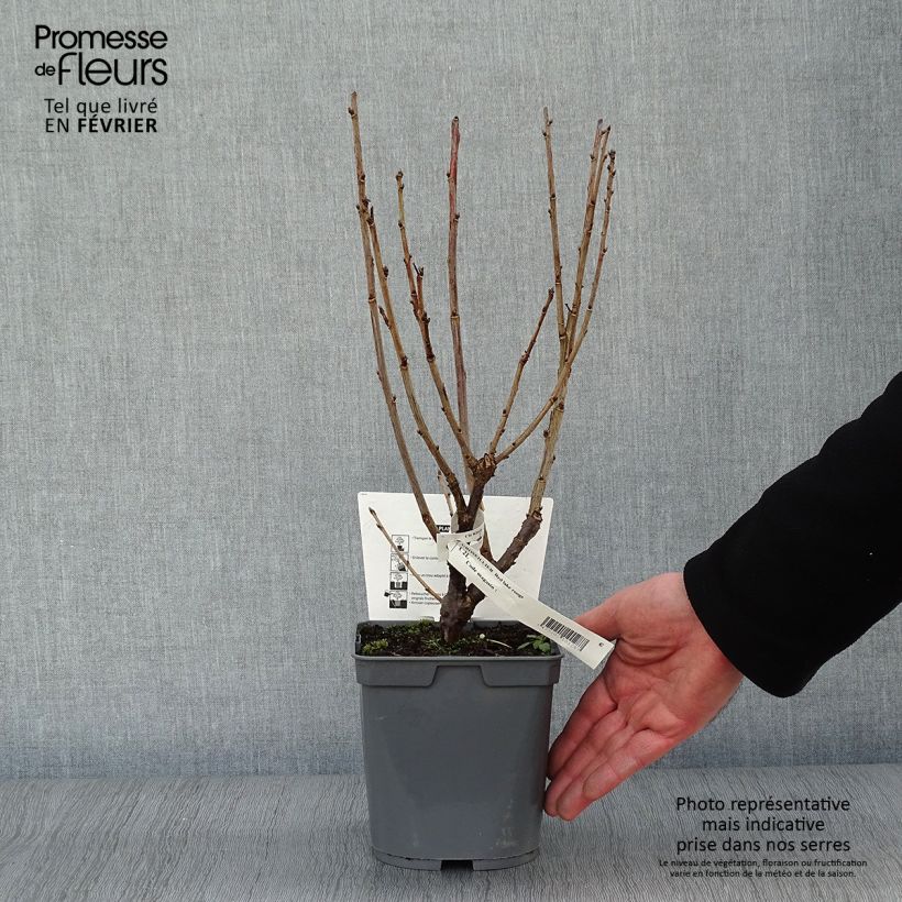 Ribes rosso Red Lake Améliorée Vaso da 2L/3L, A cespuglio esemplare consegnato in inverno