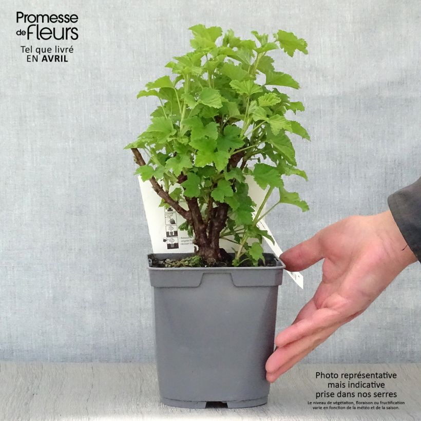 Ribes rosso Red Lake Améliorée Vaso da 2L/3L, A cespuglio esemplare consegnato in primavera