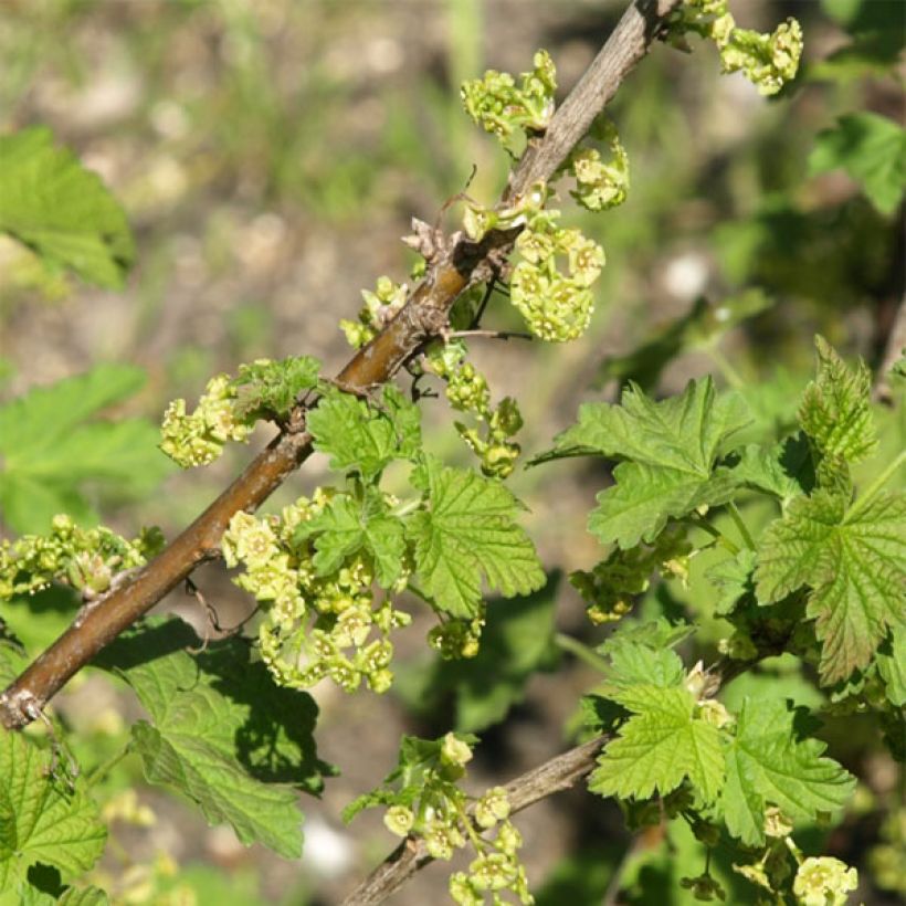 Ribes rosso London Market (Fioritura)