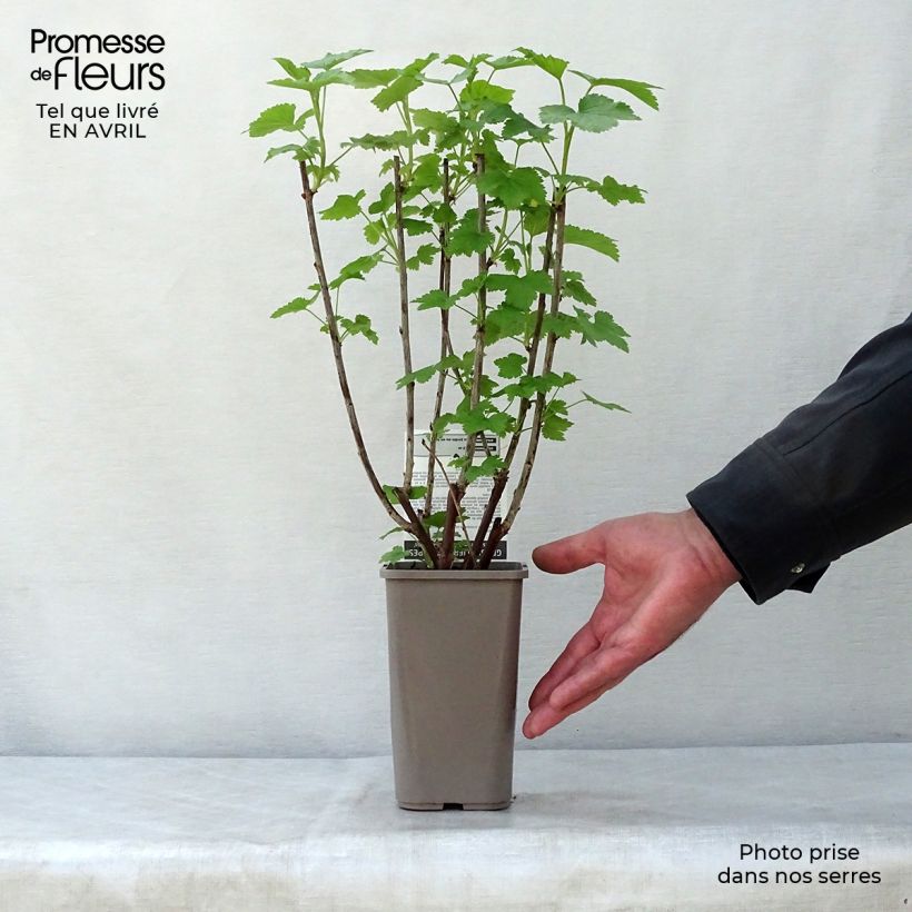 Ribes rosso Gloire des Sablons Vaso da 1L/1,5L, A cespuglio esemplare consegnato in primavera