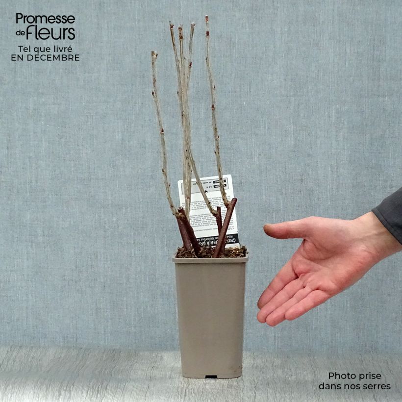 Ribes rosso Gloire des Sablons Vaso da 1L/1,5L, A cespuglio esemplare consegnato in inverno