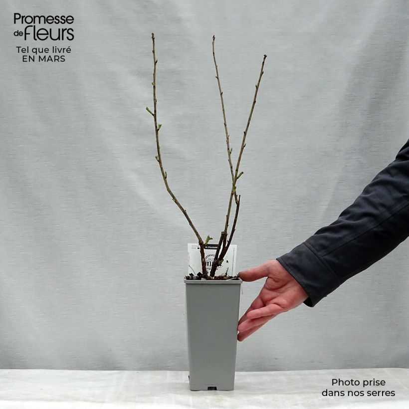 Ribes bianco Hollande blanche Vaso da 1,5L/2L, A cespuglio esemplare consegnato in primavera