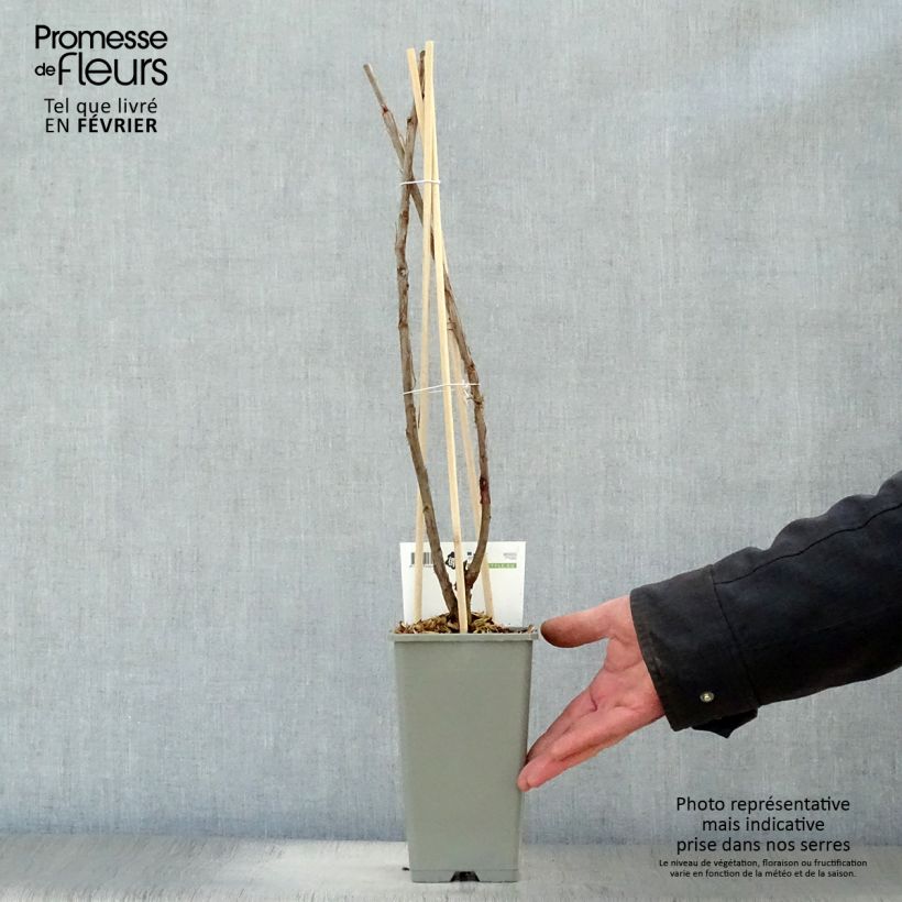 Ribes bianco Hollande blanche Vaso da 1,5L/2L, A cespuglio esemplare consegnato in inverno