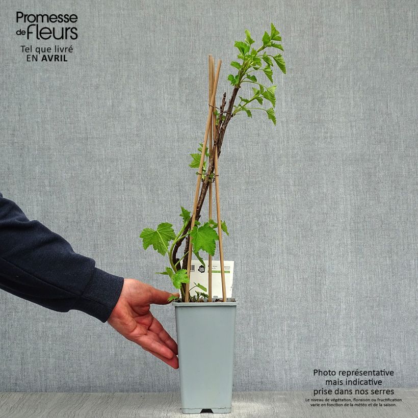 Ribes rosso Jonkheer van Tets Vaso da 1,5L/2L, A cespuglio esemplare consegnato in primavera