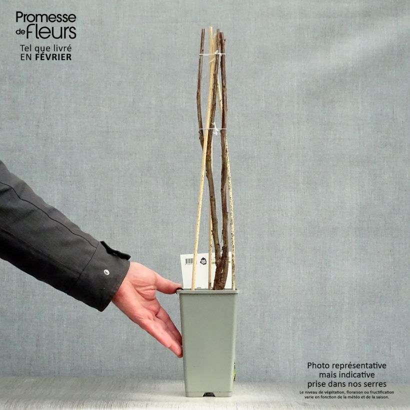 Ribes rosso Jonkheer van Tets Vaso da 1,5L/2L, A cespuglio esemplare consegnato in inverno