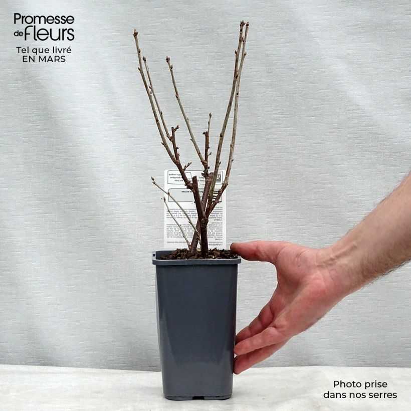 Ribes rosso London Market Bio Vaso da 1,5L/2L, A cespuglio esemplare consegnato in inverno