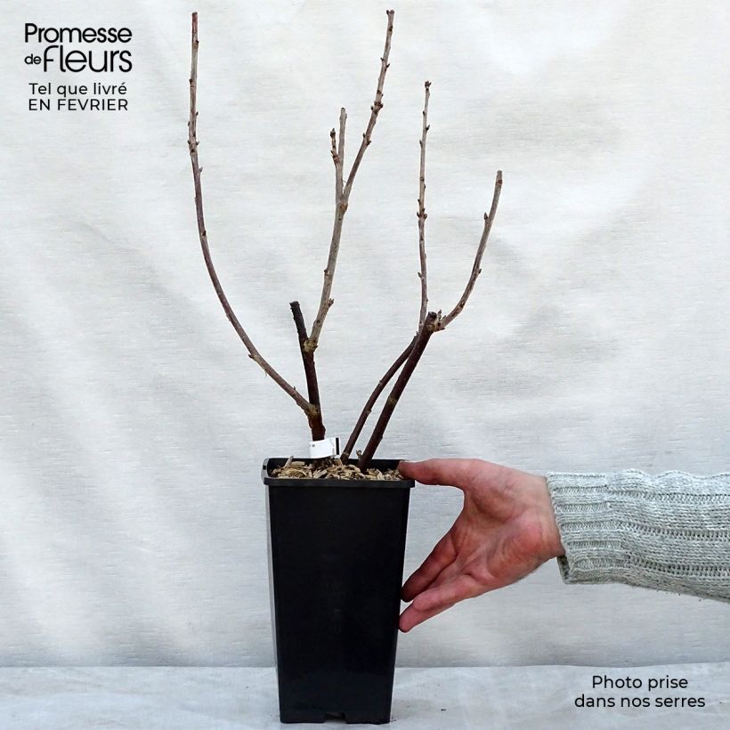 Ribes rosso London Market Vaso da 1,5L/2L esemplare consegnato in inverno