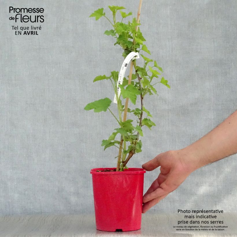 Ribes rosso London Market Vaso da 1,5L/2L esemplare consegnato in primavera