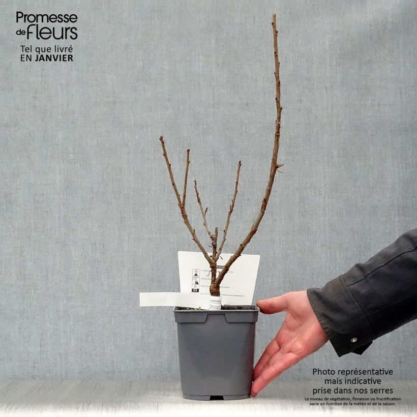 Ribes rosso Rovada Vaso da 1,5L/2L, A cespuglio esemplare consegnato in inverno