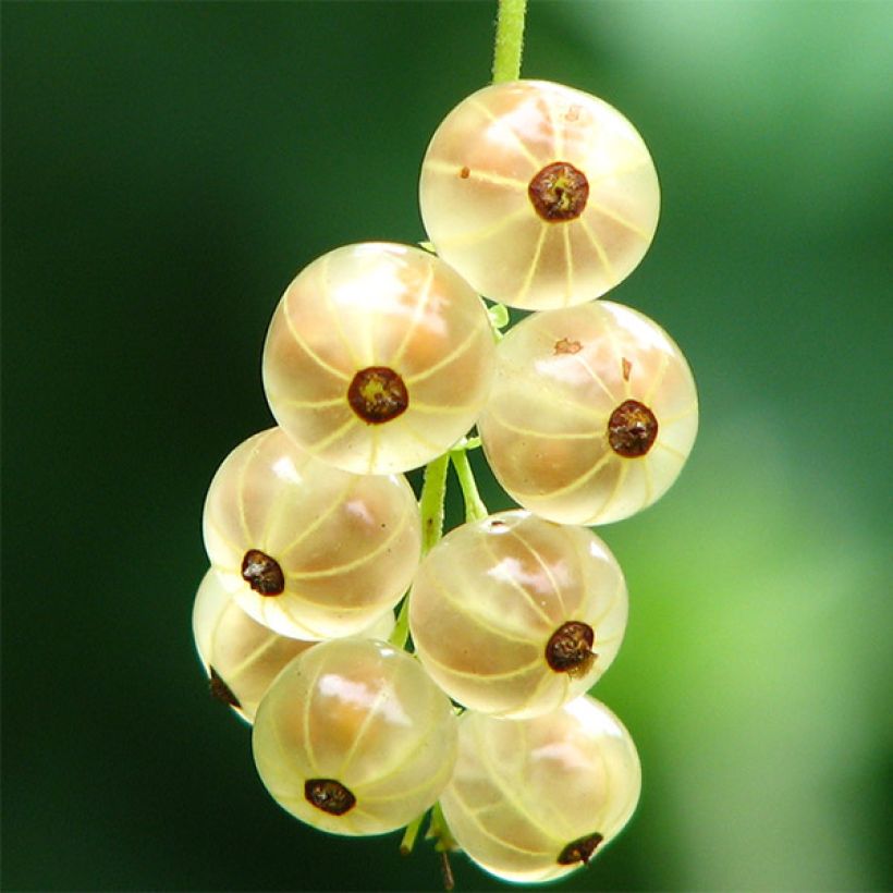 Ribes bianco Versailles Blanche (Raccolta)