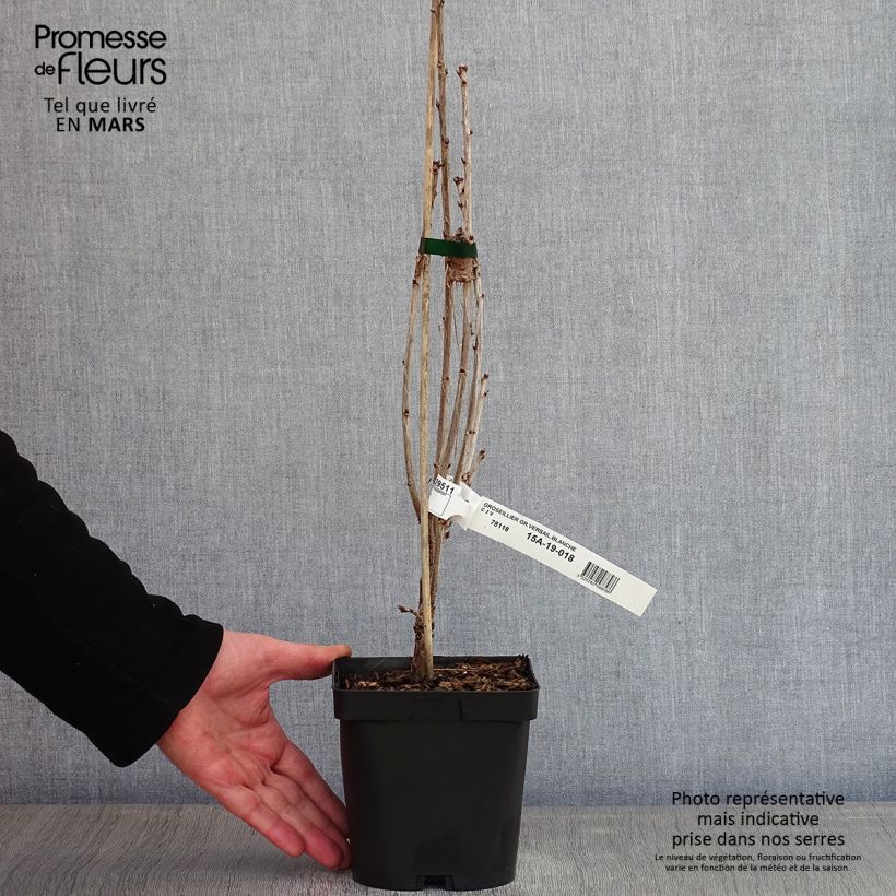 Ribes bianco Versailles Blanche Vaso da 2L/3L esemplare consegnato in inverno