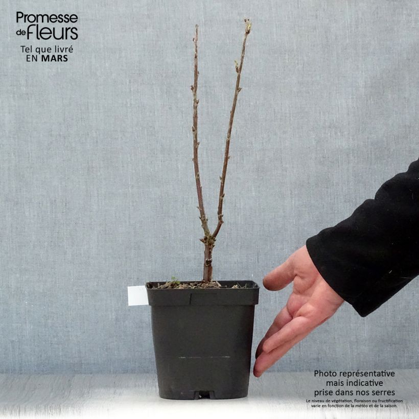 Ribes bianco Versailles Blanche Vaso da 2L/3L esemplare consegnato in primavera