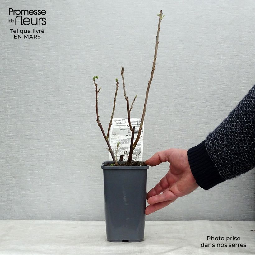 Ribes bianco Blanka Bio Vaso da 1,5L/2L, A cespuglio esemplare consegnato in inverno