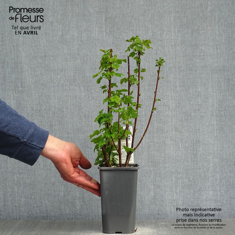 Ribes bianco Blanka Bio Vaso da 1,5L/2L, A cespuglio esemplare consegnato in primavera