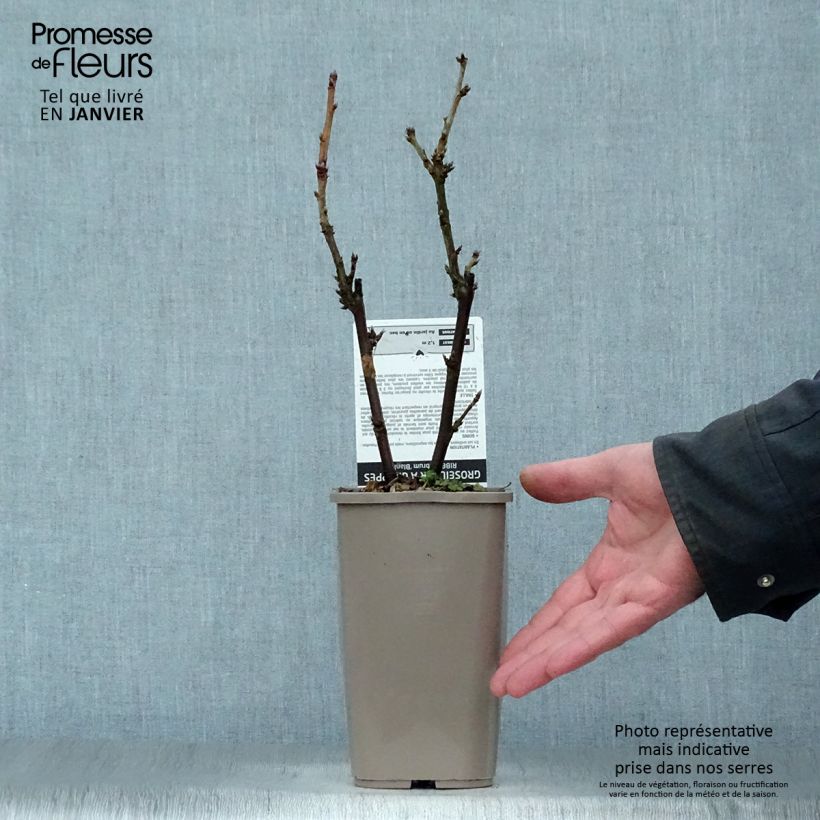 Ribes bianco Blanka Vaso da 1L/1,5L, A cespuglio esemplare consegnato in inverno