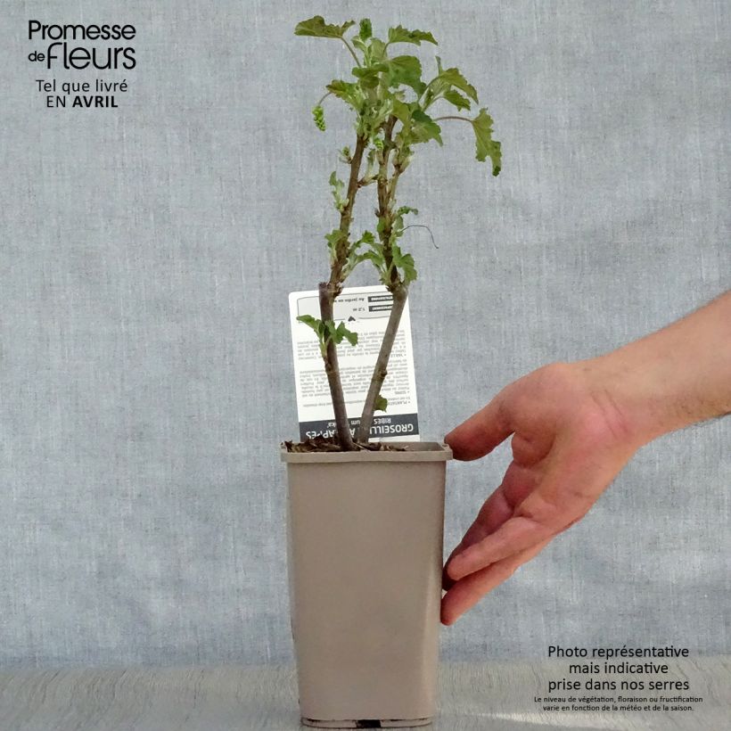 Ribes bianco Blanka Vaso da 1L/1,5L, A cespuglio esemplare consegnato in primavera