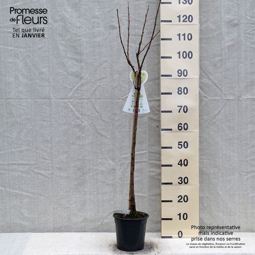 Ribes bianco Werdavia Vaso da 2L/3L, Vaso impalcato medio esemplare consegnato in inverno