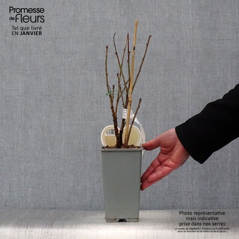 Ribes bianco Witte Parel Vaso da 1,5L/2L, A cespuglio esemplare consegnato in inverno