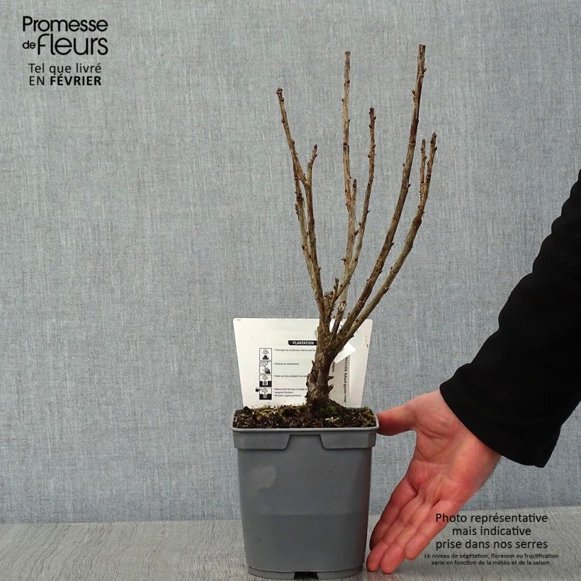 Ribes rosso Delbard Giganta Bosron Vaso da 2L/3L esemplare consegnato in inverno