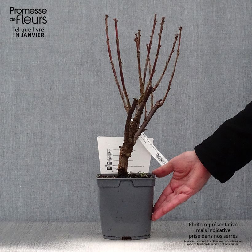 Ribes rosso Première Groseille Raisin deltir Vaso da 2L/3L esemplare consegnato in inverno