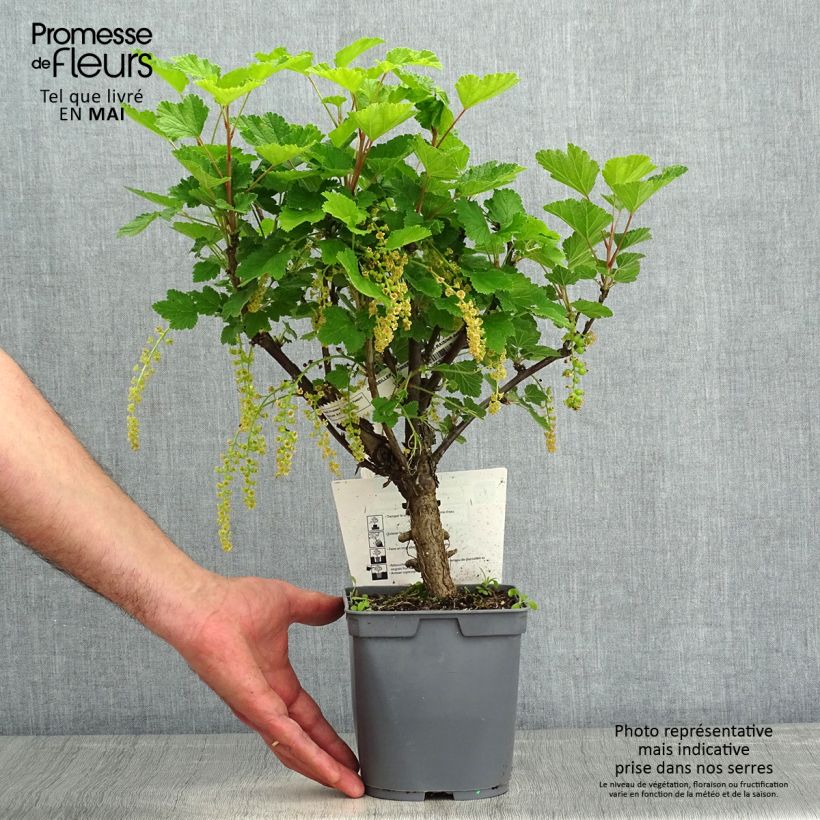 Ribes rosso Première Groseille Raisin deltir Vaso da 2L/3L esemplare consegnato in primavera