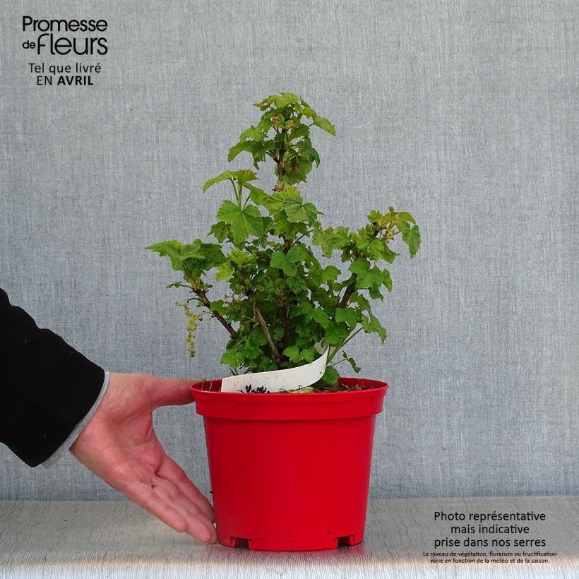 Ribes rosso Versaillaise Vaso da 1,5L/2L esemplare consegnato in primavera