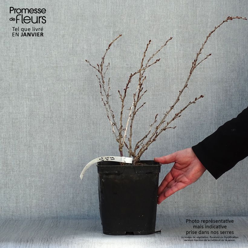 Uva-spina Freedonia Vaso da 4L/5L esemplare consegnato in inverno