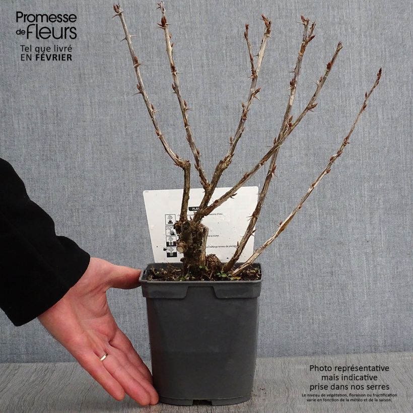 Uva-spina Invicta Vaso da 1,5L/2L esemplare consegnato in inverno