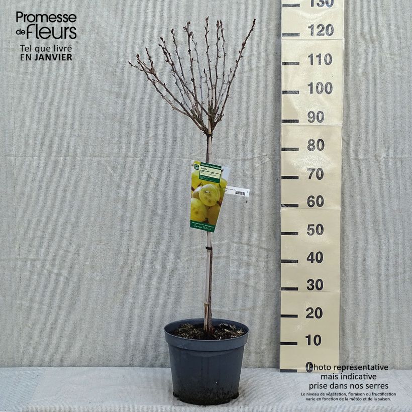 Uva-spina Invicta Vaso da 7,5L/10L, Vaso impalcato basso esemplare consegnato in inverno